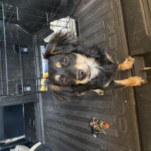 Found Dog Unknown