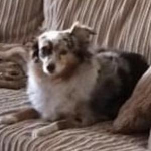 Lost Dog Scarlett