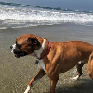 Lost Dog Waffles