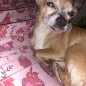 Lost Dog Scooby