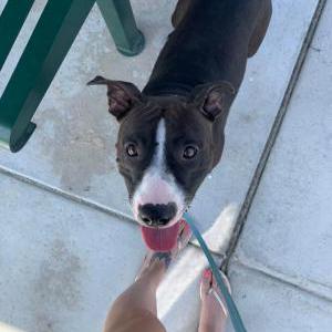 Lost Dog Lola