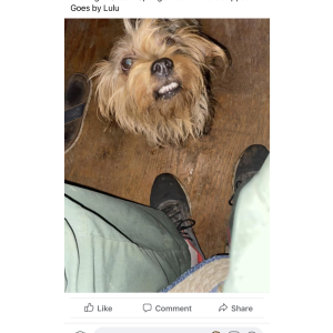 Lost Dog Lulu
