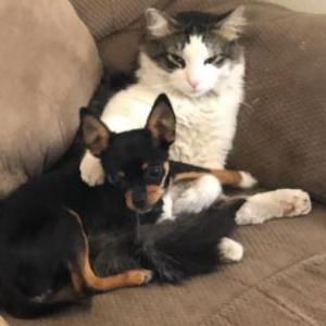 Lost Dog Peppy