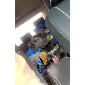 Lost Dog Axle