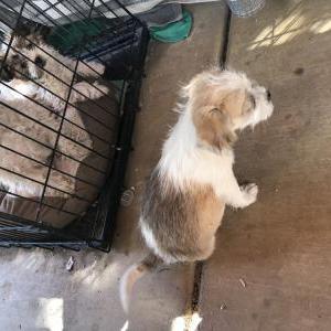 Lost Dog Chole and charming