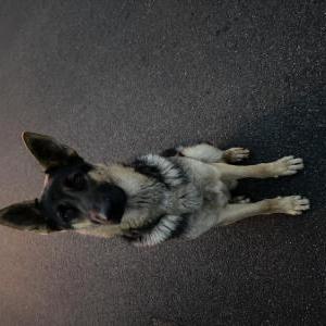 Found Dog Unknown