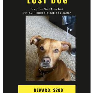Lost Dog Tunchi