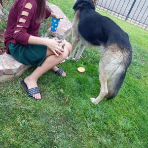 Lost Dog Max