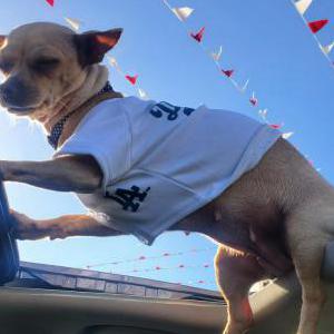 Lost Dog nene(bailey)teeny
