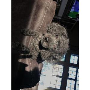 Lost Dog Smokie