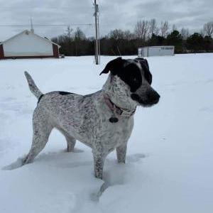 Lost Dog Denver