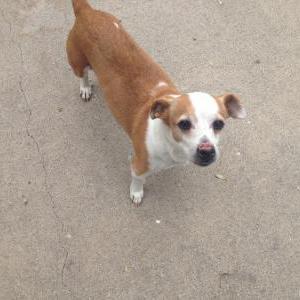 Lost Dog Toby
