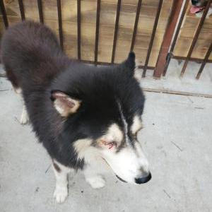 Found Dog Husky