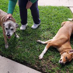 Found Dog Unknown