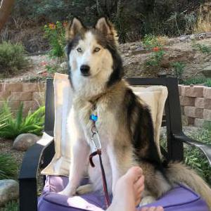 Lost Dog Sky