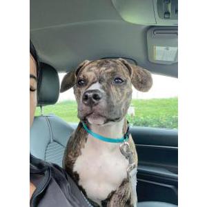 Lost Dog Pebbles