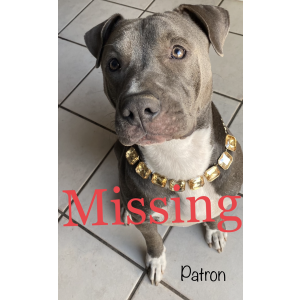 Lost Dog Patron