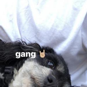 Lost Dog Sticky