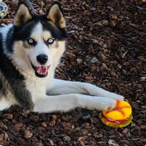 Lost Dog Sonic