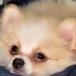 2nd Image of Gizmo, Lost Dog