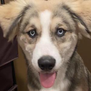 Lost Dog Biskit