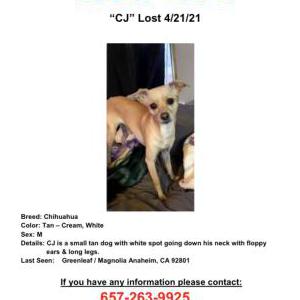 Lost Dog CJ