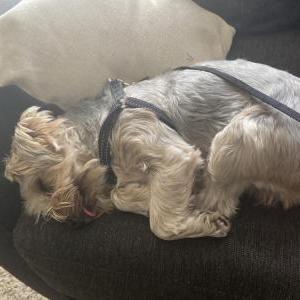 Lost Dog Igxy