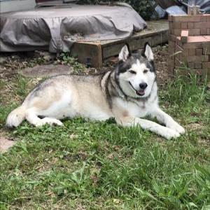 Lost Dog Kodiak