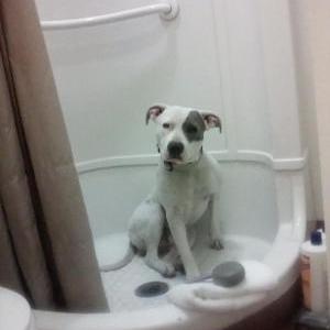 Lost Dog Jax