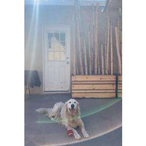 Lost Dog Frankie