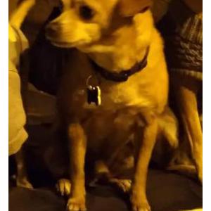 Lost Dog Guppy