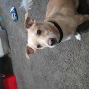 Lost Dog Tobie