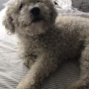 Lost Dog Mascara