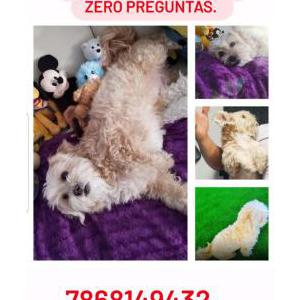 Lost Dog Taz  7868149432