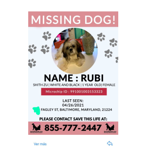 Lost Dog Rubi
