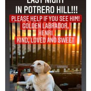 Lost Dog Henry