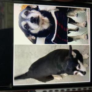 Lost Dog Lilo