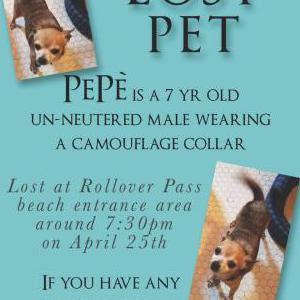 Lost Dog PePe