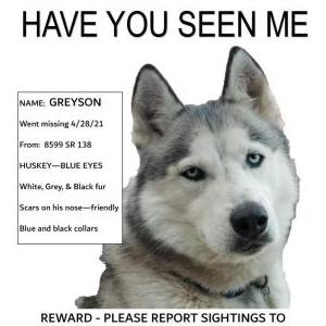 Lost Dog Greyson