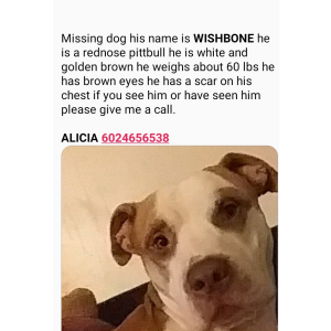 Lost Dog Wishbone