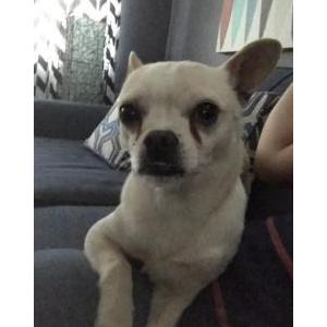 Lost Dog Charlie