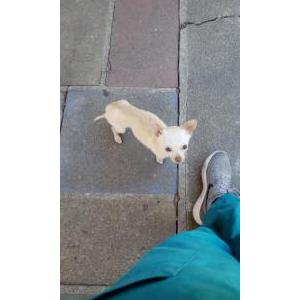 2nd Image of Bean, Lost Dog