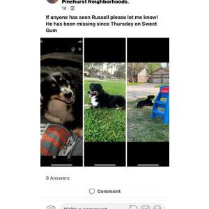 2nd Image of Russell, Lost Dog