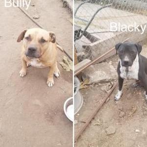 Lost Dog Bully and Blacky