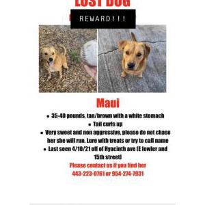 Lost Dog Maui