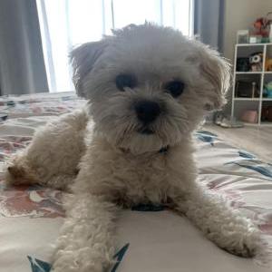 Lost Dog TEDDY