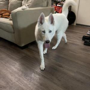 Found Dog Unknown