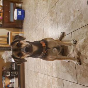 Lost Dog Chapo