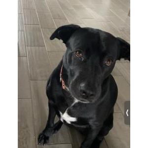 Lost Dog Bella