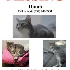 Lost Cat Dinah
